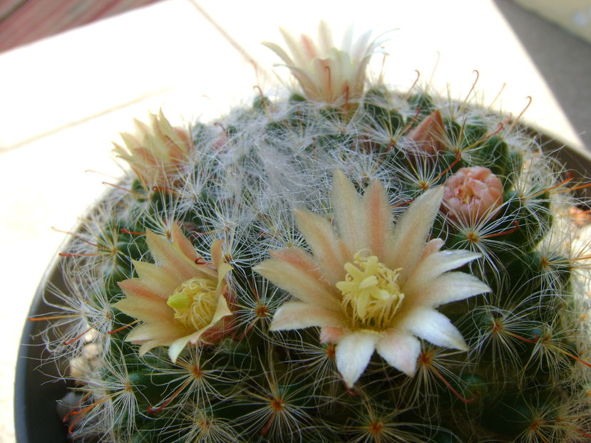 Mammillaria bocasana