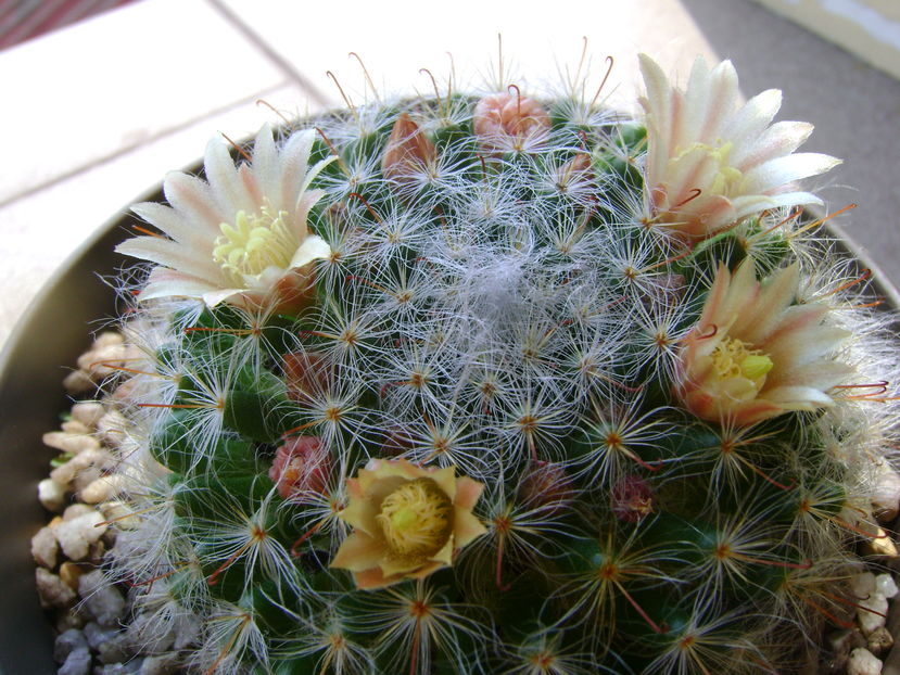 Mammillaria bocasana