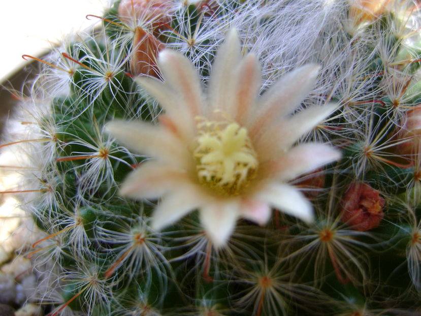 Mammillaria bocasana