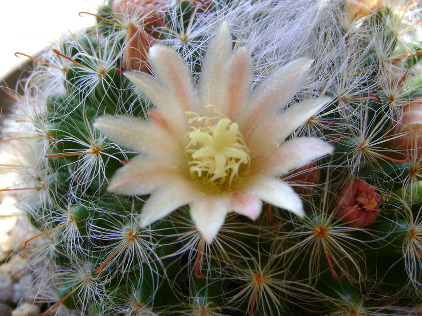 Mammillaria bocasana