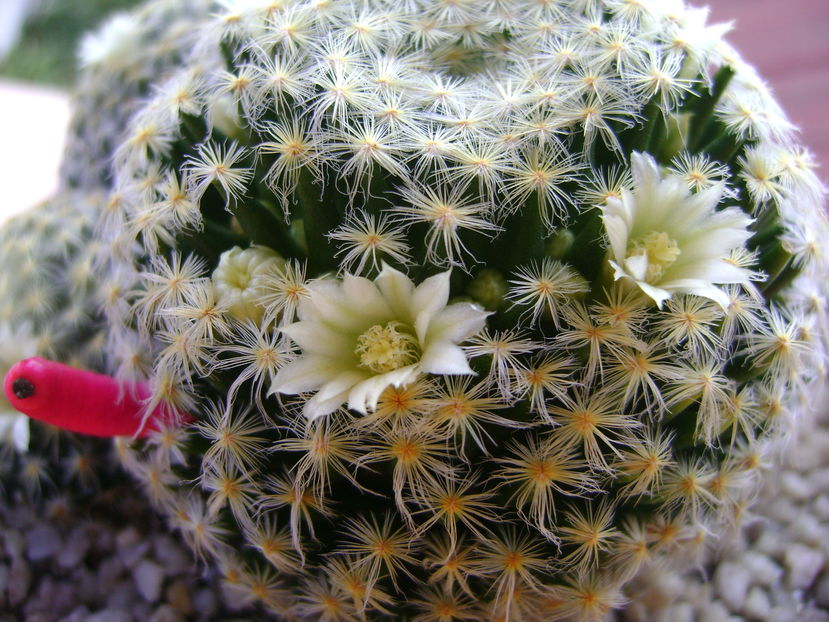 Mammillaria schiedeana