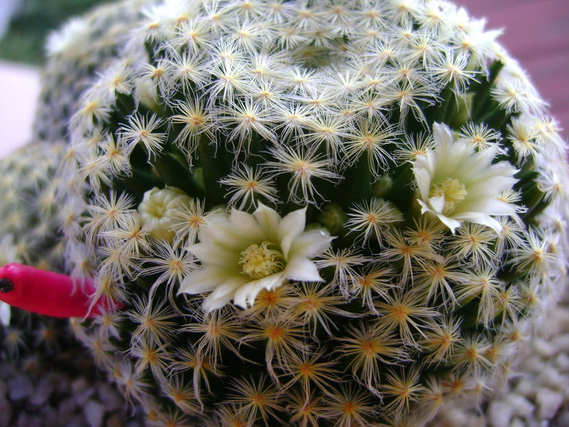 Mammillaria schiedeana