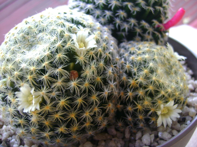 Mammillaria schiedeana