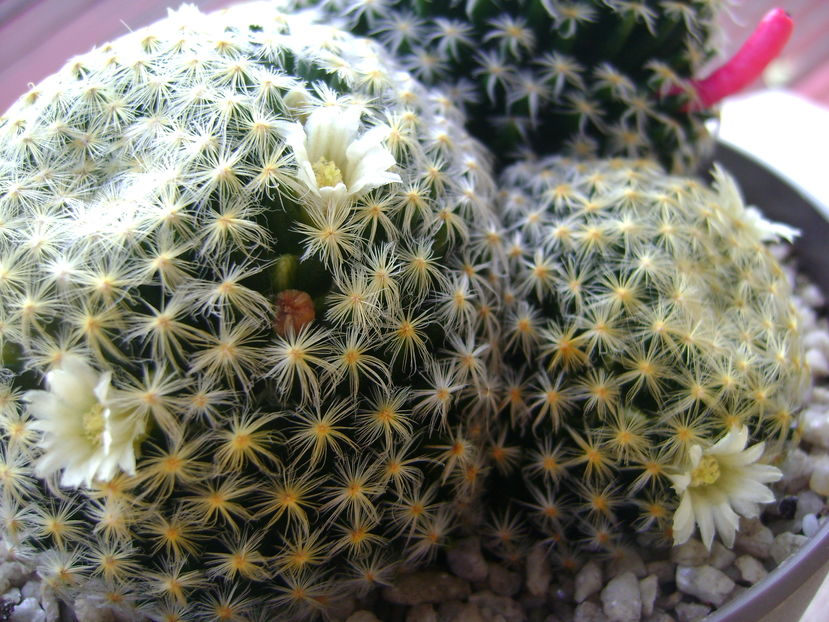 Mammillaria schiedeana