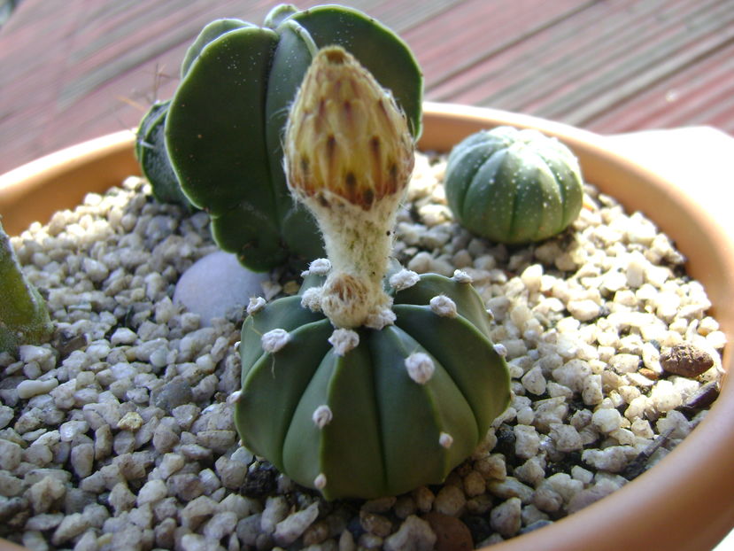 Astrophytum asterias