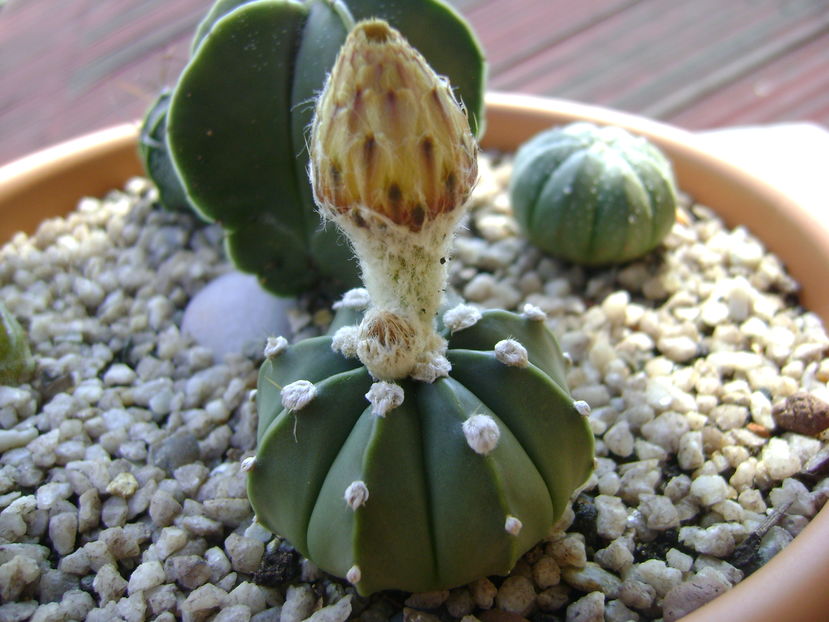 Astrophytum asterias