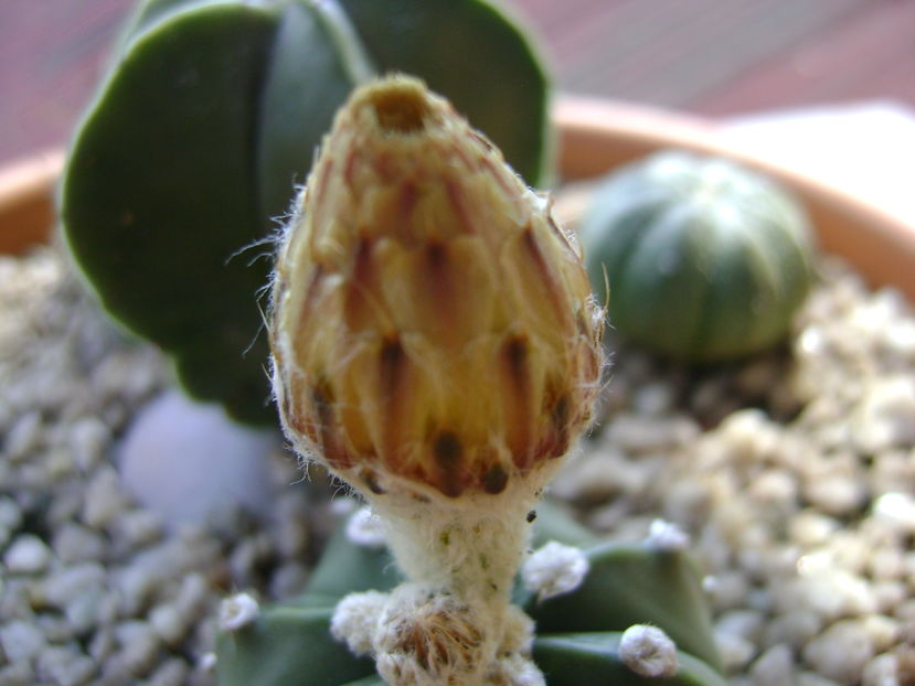 Astrophytum asterias