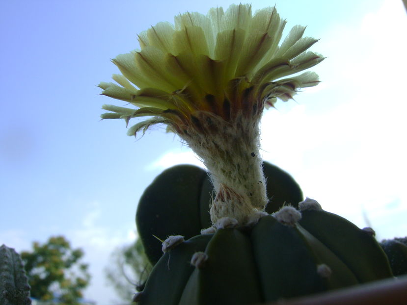 Astrophytum asterias
