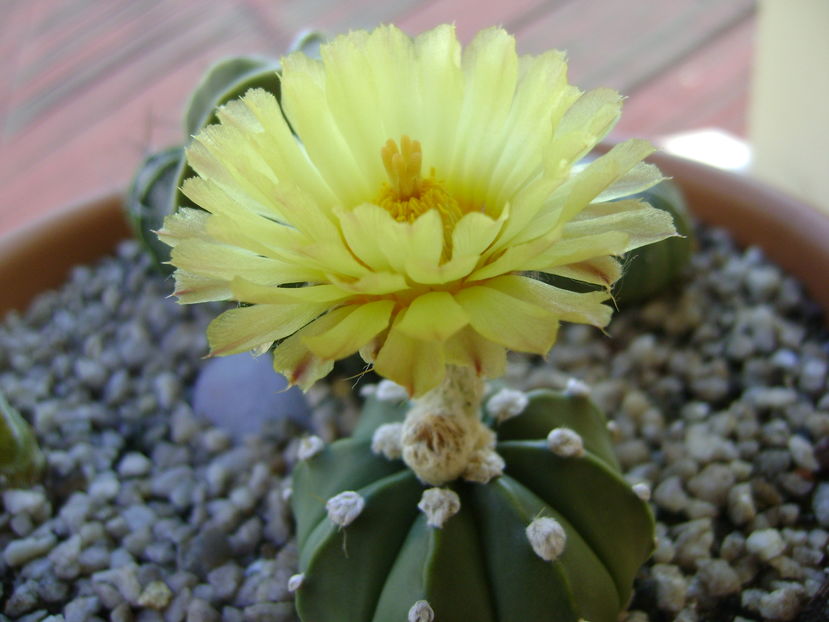 Astrophytum asterias