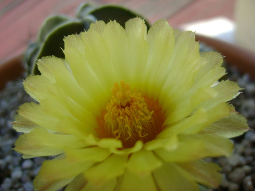 Astrophytum asterias