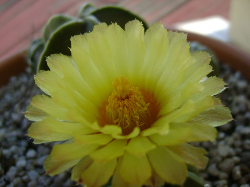 Astrophytum asterias