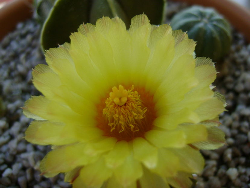 Astrophytum asterias