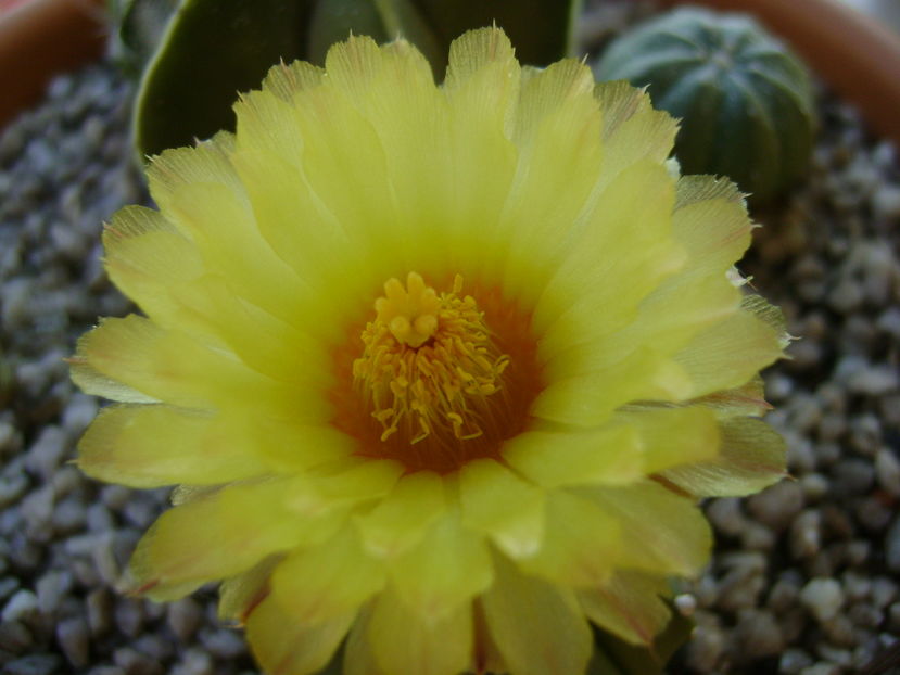 Astrophytum asterias