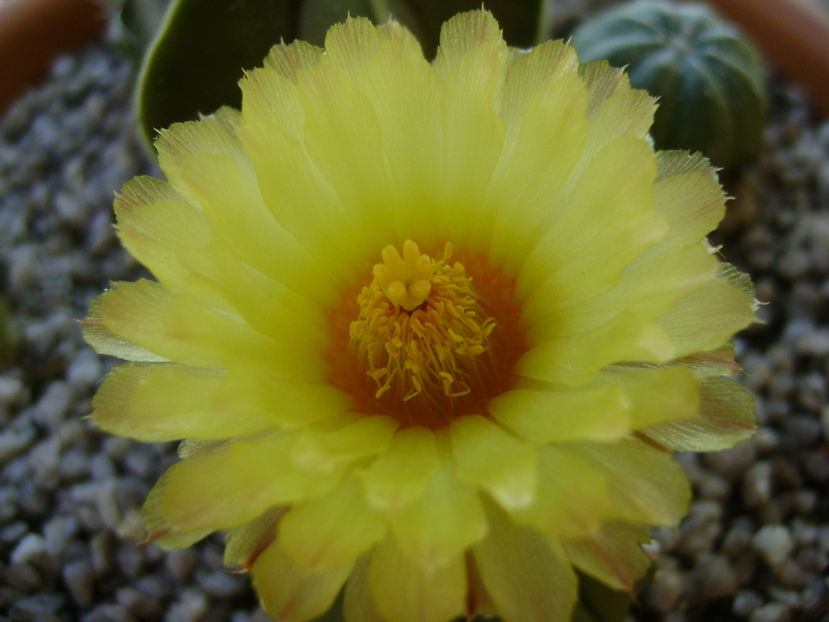 Astrophytum asterias