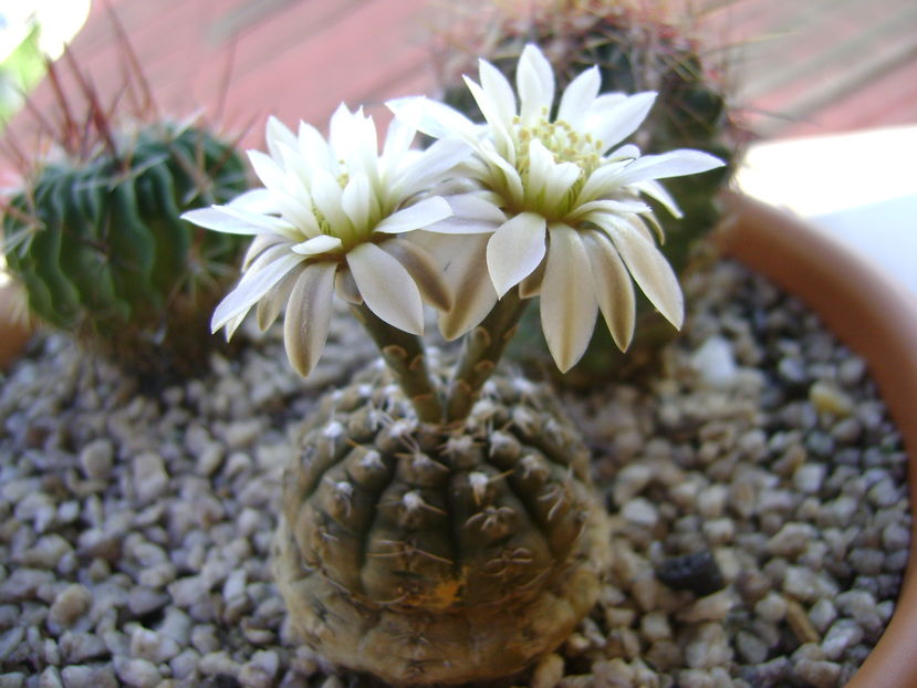 Gymnocalycium ragonesei