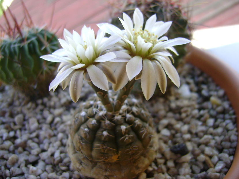Gymnocalycium ragonesei