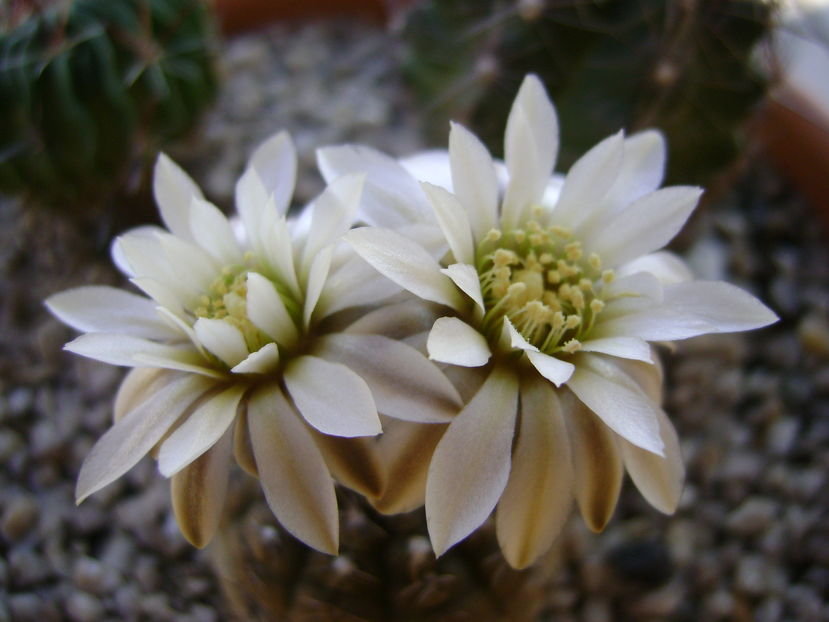 Gymnocalycium ragonesei