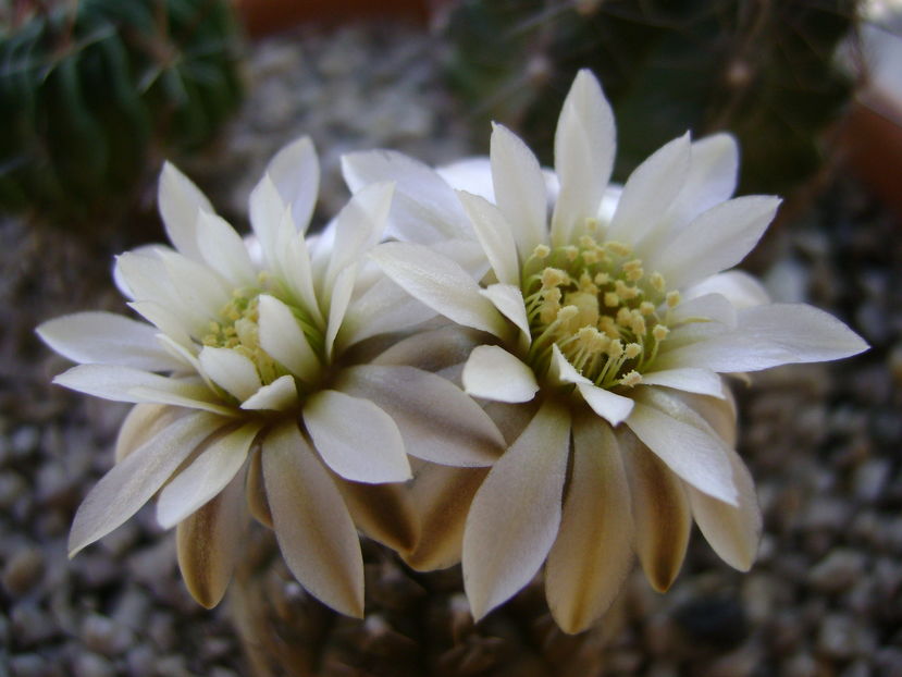 Gymnocalycium ragonesei