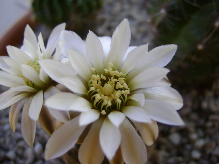 Gymnocalycium ragonesei