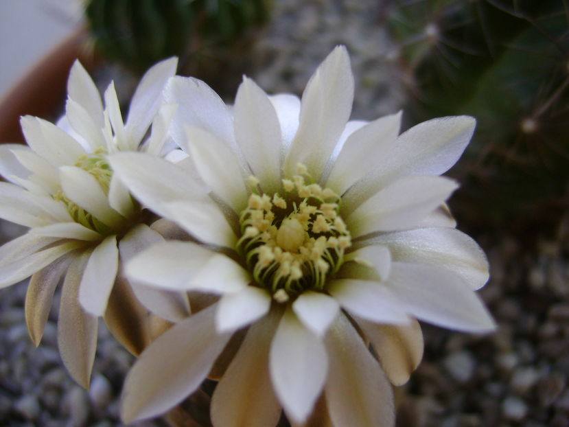 Gymnocalycium ragonesei