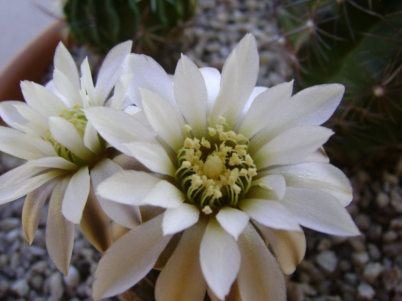 Gymnocalycium ragonesei