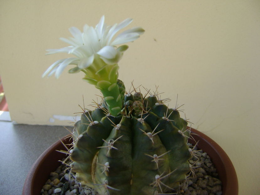 Gymnocalycium quehlianum
