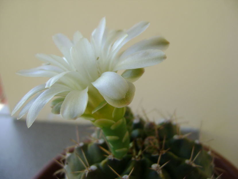 Gymnocalycium quehlianum