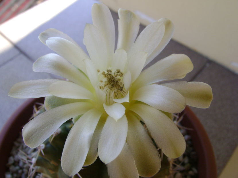 Gymnocalycium quehlianum