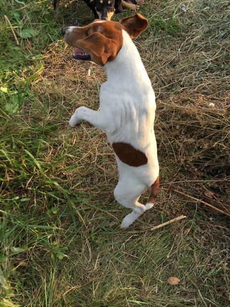 image - 1--fox terrier