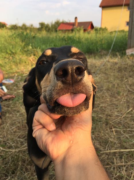 image - 1----Copoi ardelenesc