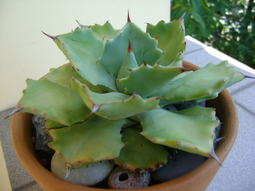 Agave potatorum