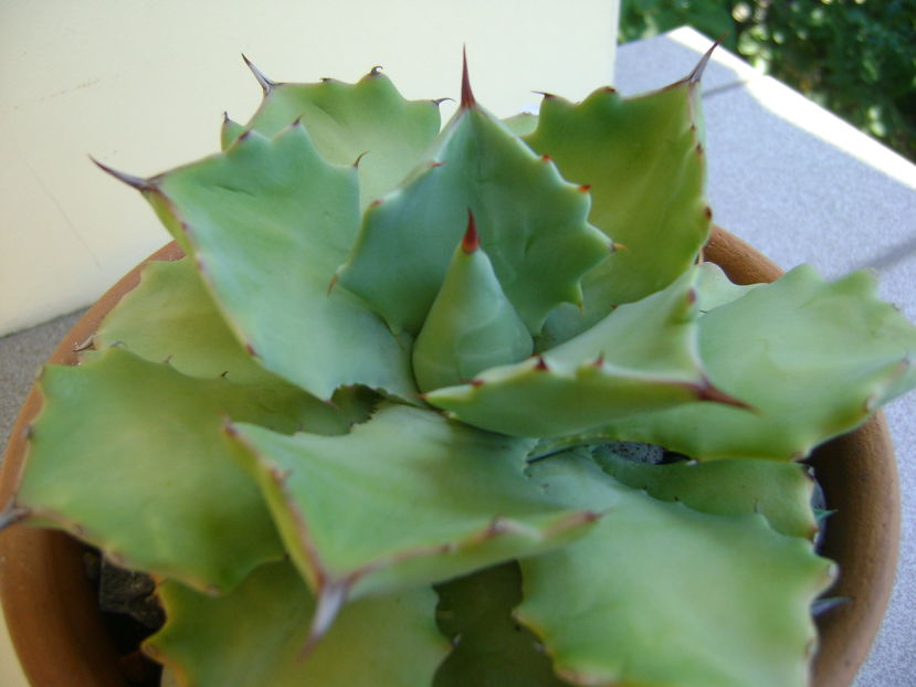 Agave potatorum