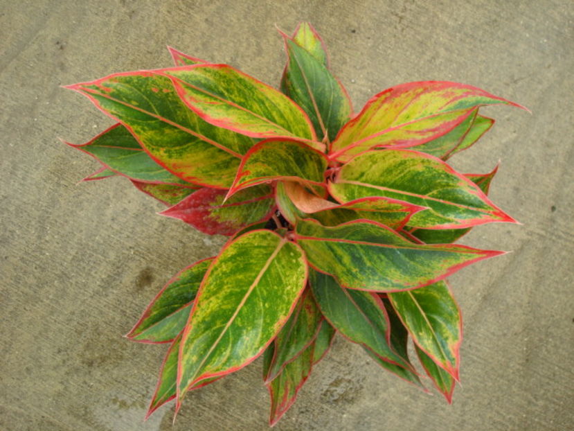 Aglaonema creta( "Saiam Aurora")