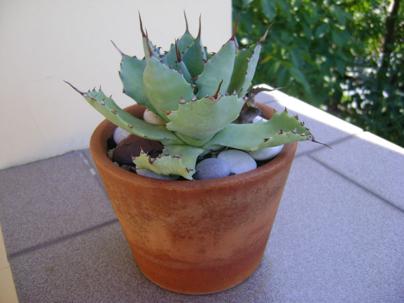 Agave seemanniana - Agave si Yucca 2016
