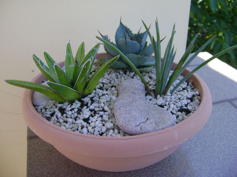 Grup de 3 agave - Agave si Yucca 2016