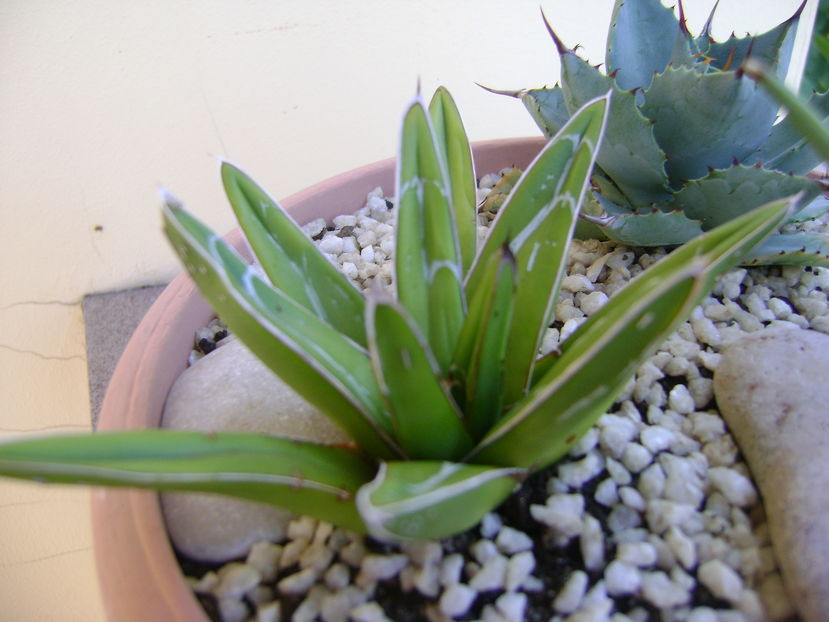 Agave victoria reginae - Agave si Yucca 2016