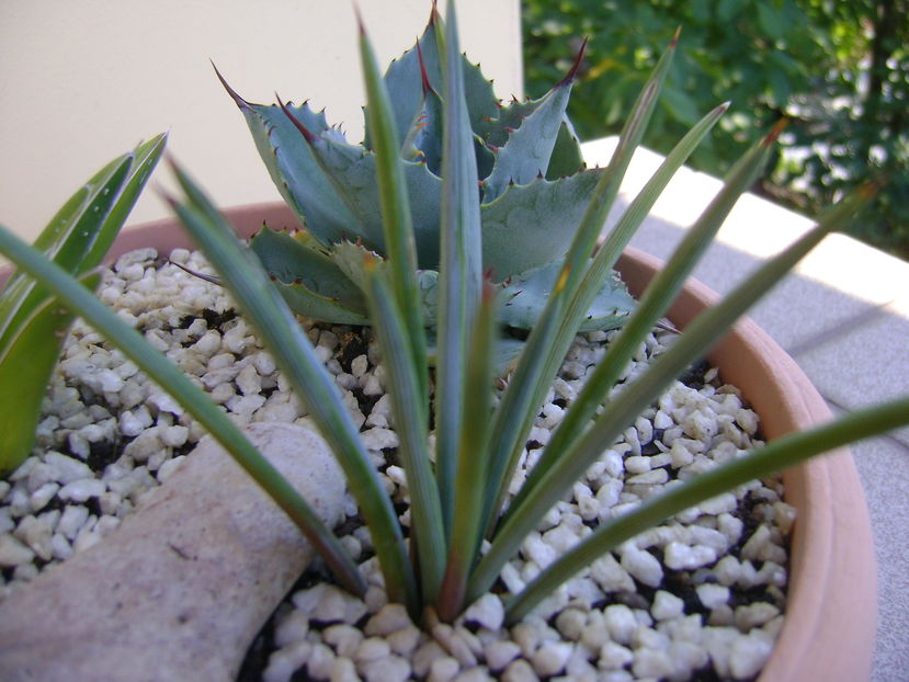 Agave stricta f. nana, Minas Asbestos, Mx.