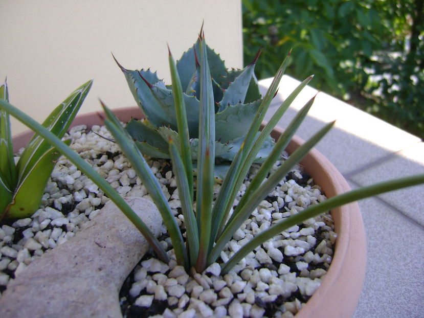 Agave stricta f. nana, Minas Asbestos, Mx.