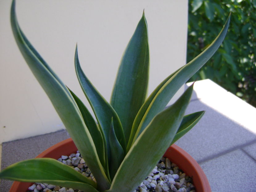 Agave desmettiana