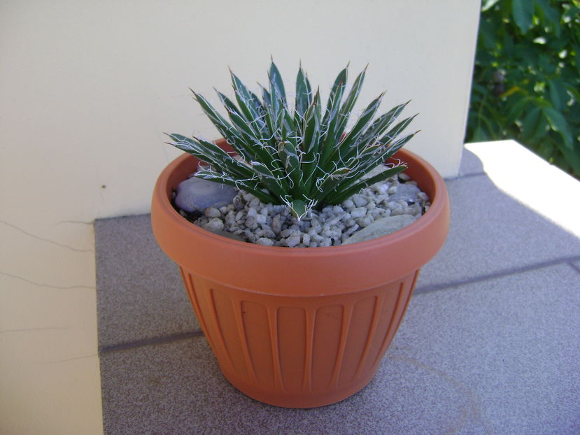 Agave filifera ssp. schidigera - Agave si Yucca 2016