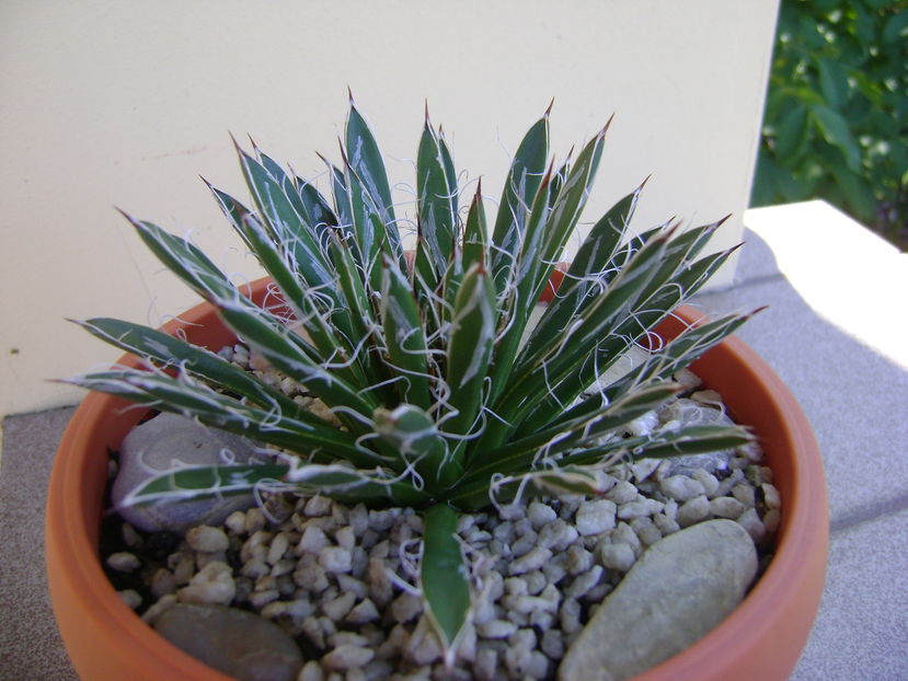 Agave filifera ssp. schidigera
