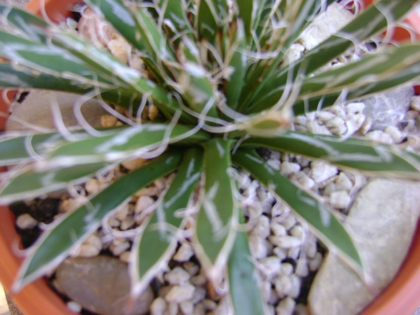 Agave filifera ssp. schidigera