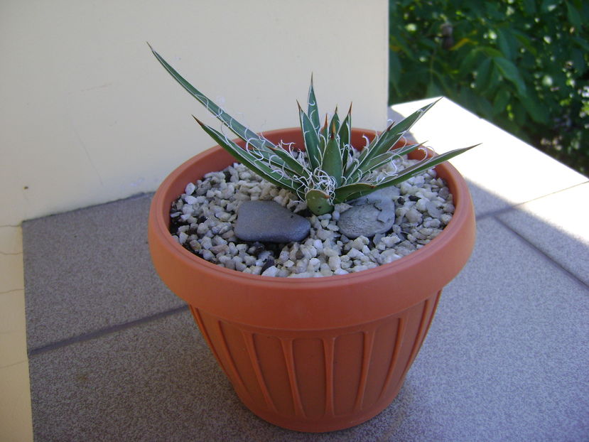 Agave x. leopoldii (A. filifera and A. filifera ssp. schidigiera)