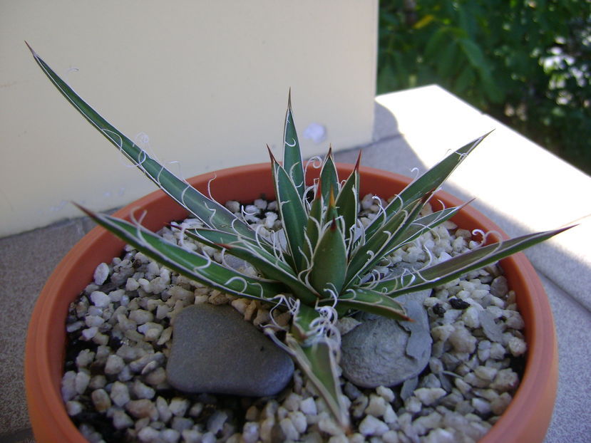 Agave x. leopoldii (A. filifera and A. filifera ssp. schidigiera) - Agave si Yucca 2016