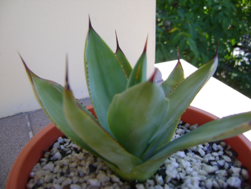 Agave ovatifolia