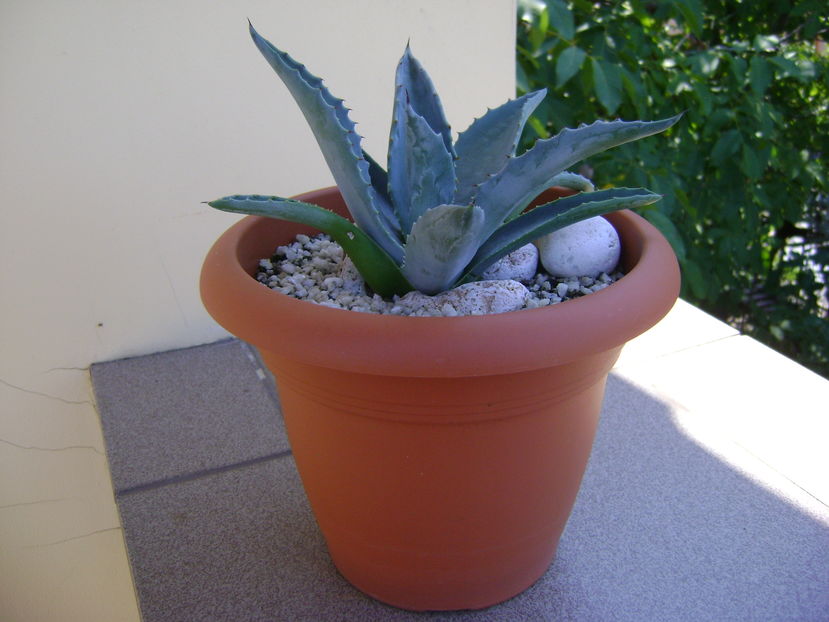 Agave americana
