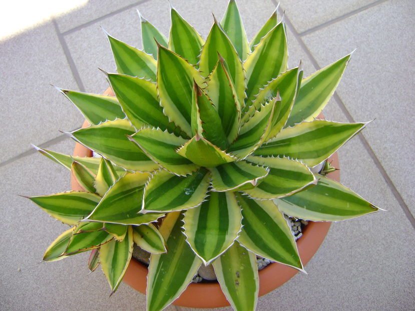 Agave lophantha quadricolor - Agave si Yucca 2016