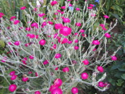 Lychnis coronaria