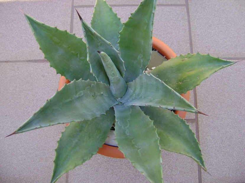 Agave chrysantha - Agave si Yucca 2016