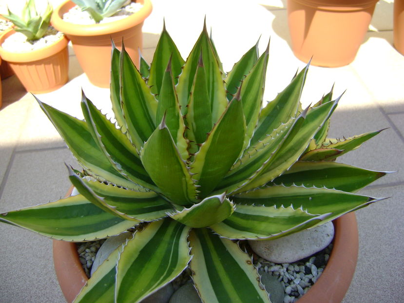 Agave lophantha quadricolor - Agave si Yucca 2016